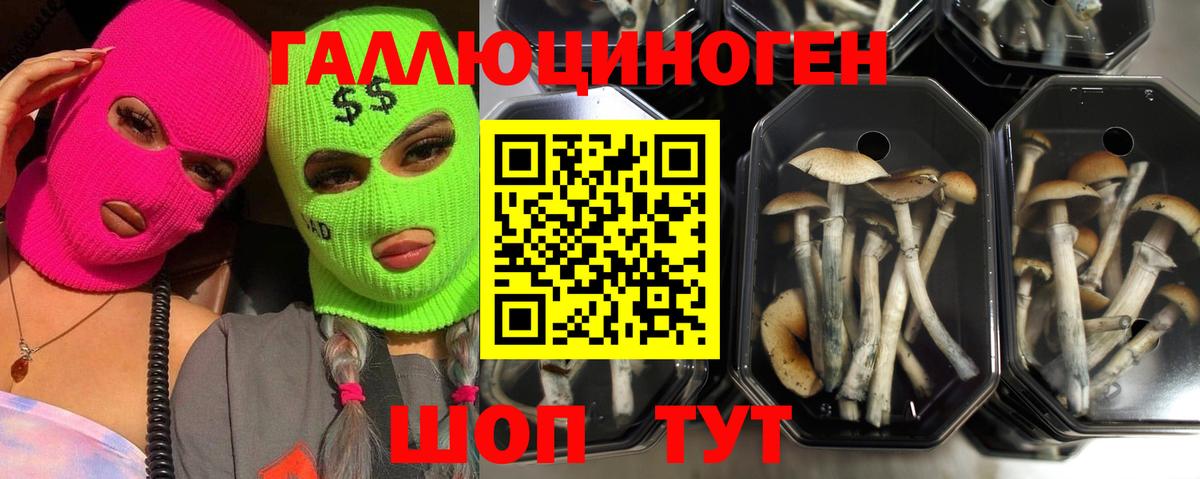 Кизляр  Псилоцибиновые грибы мицелий  Галлюциногенные грибы MAGIC MUSHROOMS  Вход с VPN 